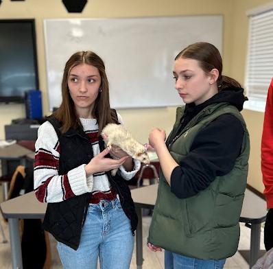 Freshmen Mariah Gallagher and Ruby Geiger hold the ferret during Chrissy Hoffmans ferret maze activity Wednesday.